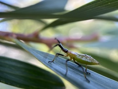 Amblypelta nitida