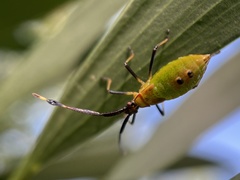 Amblypelta nitida