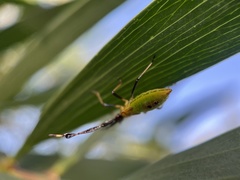 Amblypelta nitida