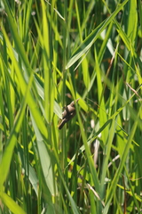 Acrocephalus gracilirostris