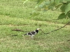 Gracupica nigricollis