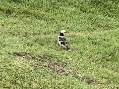 Gracupica nigricollis