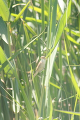 Acrocephalus gracilirostris
