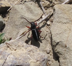 Dorcadion cinerarium