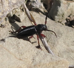 Dorcadion cinerarium