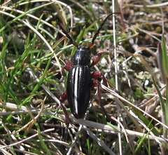 Dorcadion cinerarium