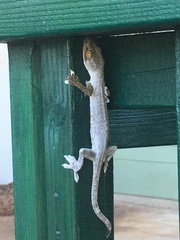 Gekko remotus