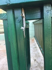 Gekko remotus