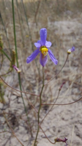 Lady's hand (Cyanella hyacinthoides)