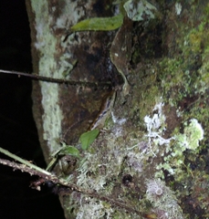 Sphenomorphus melanopogon