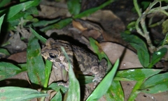 Duttaphrynus melanostictus