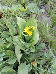 Hypoxis colchicifolia