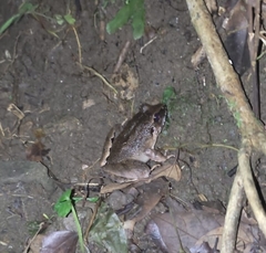 Limnonectes dammermani