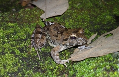 Fejervarya limnocharis