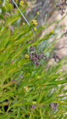 Crassula cymosa