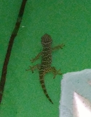 Gekko gecko