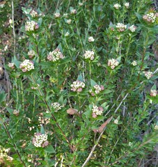 Platysace stephensonii
