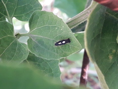 Diedrocephala variegata