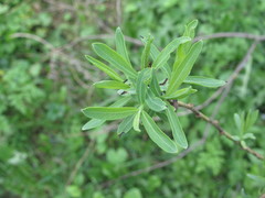 Salix vinogradovii