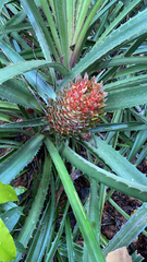Ananas macrodontes