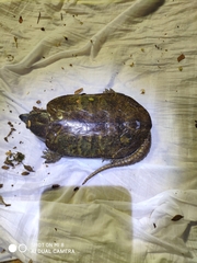 Platysternon megacephalum