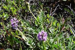 Oxytropis lapponica