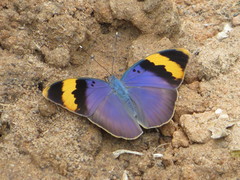 Euphaedra neophron littoralis