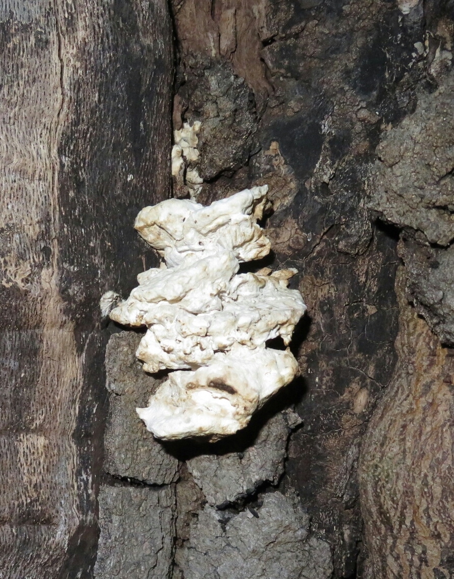 Polyporus sulphureus<br>28 September, 2024