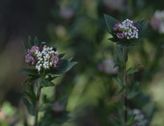 Platysace stephensonii