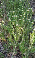 Platysace stephensonii