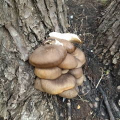 Pleurotus