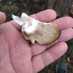 Pleurotus
