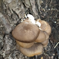 Pleurotus