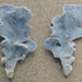 photo of Blue Coral (Heliopora coerulea)