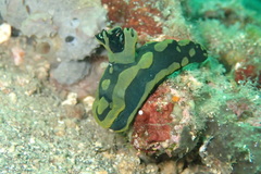 Tambja gabrielae