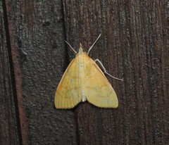 Anania crocealis