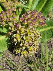 Xysmalobium stockenstromense