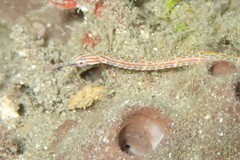 Corythoichthys ocellatus