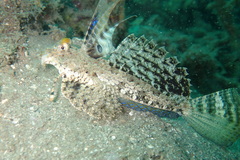 Dactylopus dactylopus