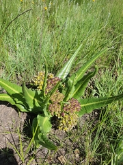 Xysmalobium stockenstromense