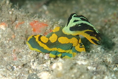 Tambja gabrielae