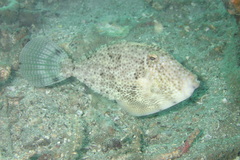 Pseudomonacanthus macrurus