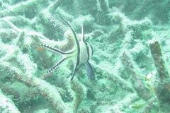 Pterapogon kauderni