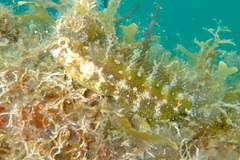 Petroscirtes variabilis