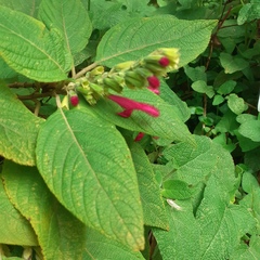 Salvia quitensis