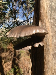 Pleurotus australis