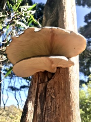 Pleurotus australis