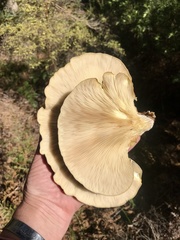 Pleurotus australis