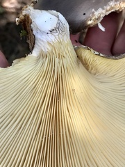 Pleurotus australis