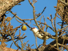 Lybius chaplini